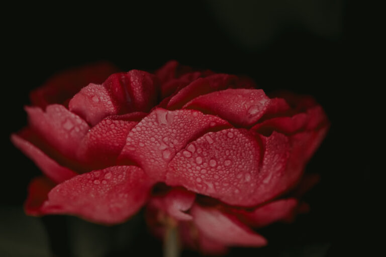 Sonnet to a Rose